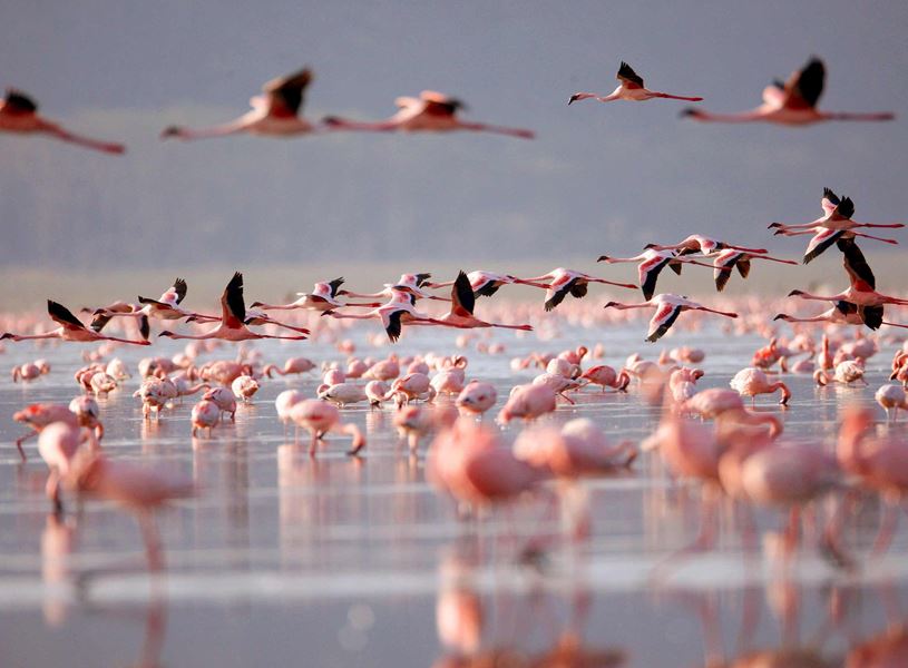 Flamingos on Lake Nakuru, Kenya