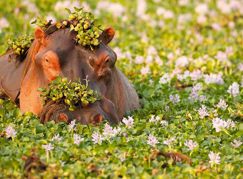 A hippo rests with its head above the flowered lake, Lake Naivasha, Kenya
