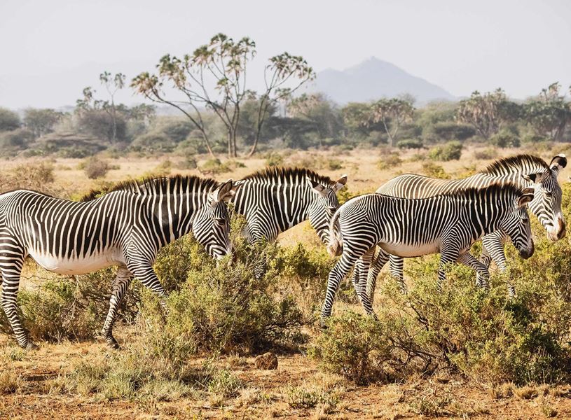 Four zebras walking across the savannah, Samburu National Reserve, Kenya