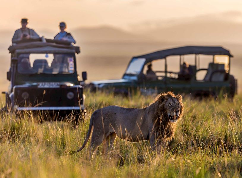 Lion by Safari in Samburu National Reserve, Kenya