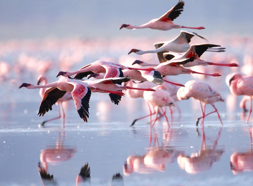 Pink flamingos on Lake Nakuru, Kenya