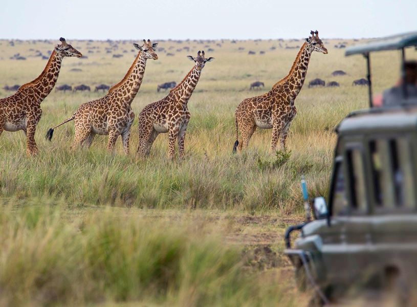 Travellers watch a giraffe family from a safari vehicle, Maasai Mara, Kenya