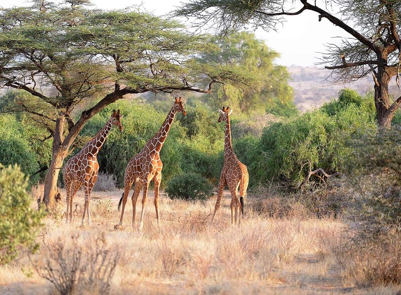 Giraffe at Samburu National Reserve, Kenya