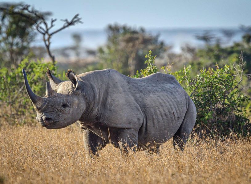 Sideview of a rhino in Ol Pejeta Conservancy, Kenya