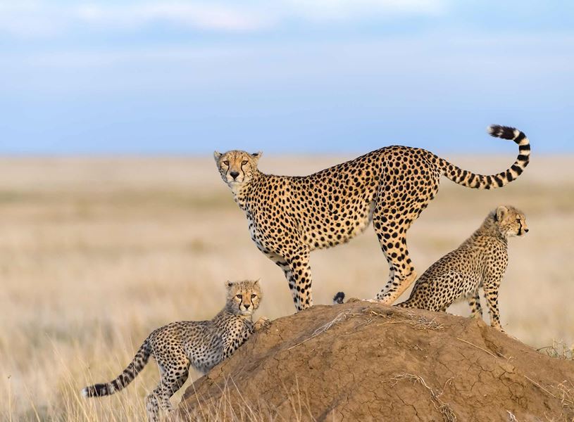 Adult cheetah with two cubs on African plain, Maasai Mara Kenya