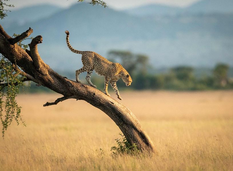 Cheetah coming down tree in Kruger National Park, South Africa