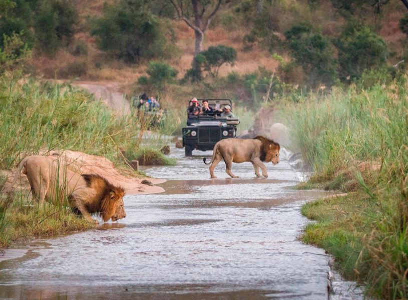 Lions walk across watery path while safari jeeps approach, Karongwe Reserve, South Africa