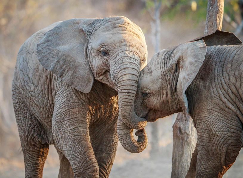 Two elephants entwining trunks at Karongwe Private Game Reserve, South Africa