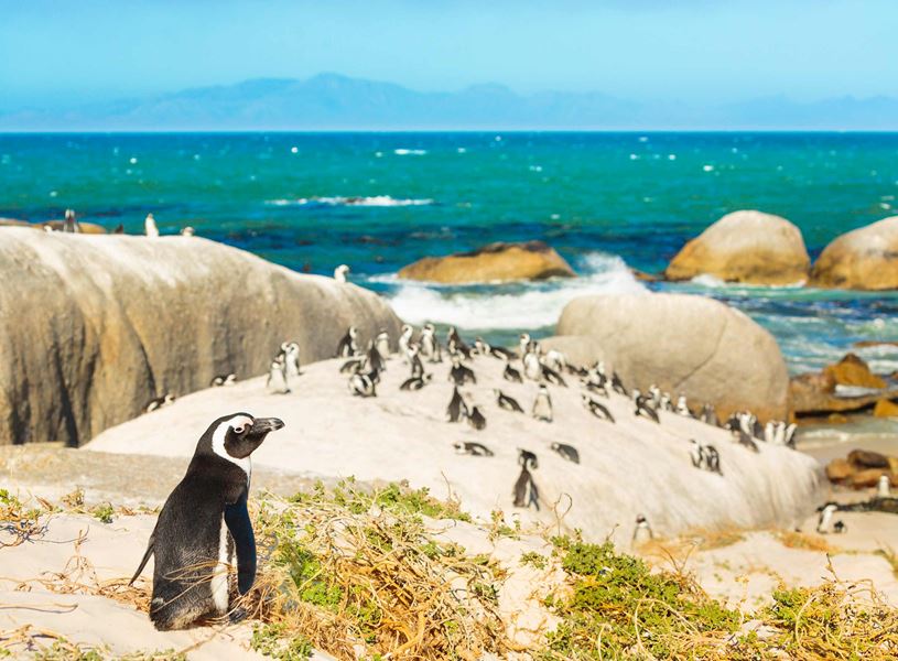 Penguins at Boulder Beach in Cape Town, South Africa