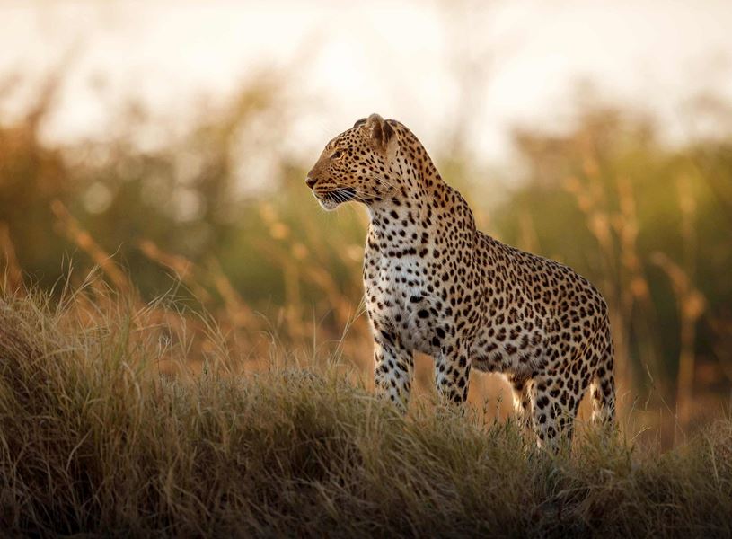 Female African leopard posing in soft evening light, South Africa
