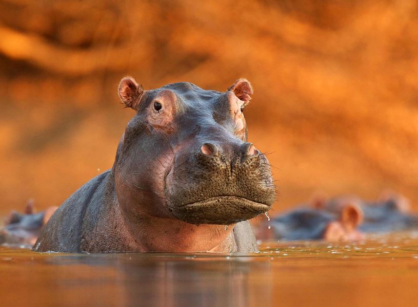 Hippopotamus surfacing in lake with orange glow, South Africa