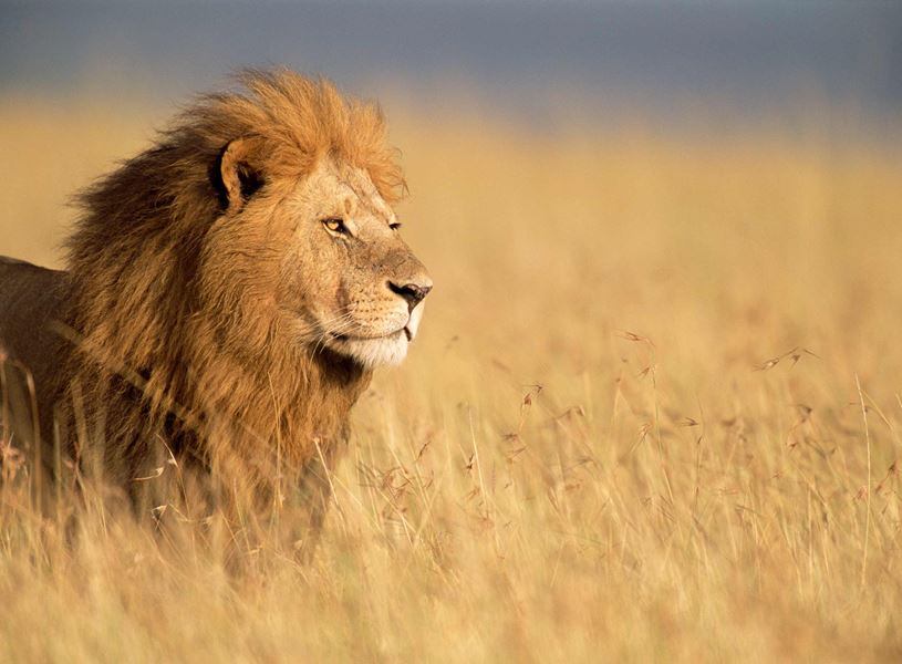 Lion in the grass, Solio Game Reserve, Kenya