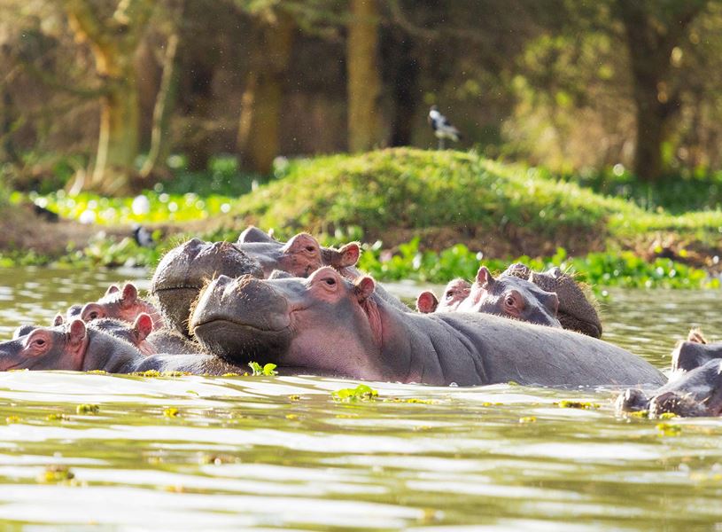 Hippos bathing together in Lake Naivasha, Kenya