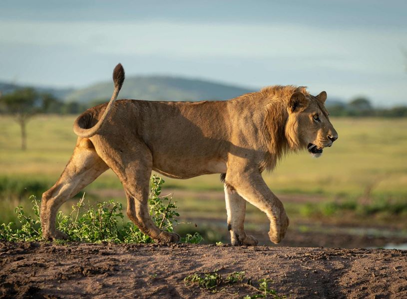 Close up sideview of a walking lion in Serengeti National Park, Tanzania