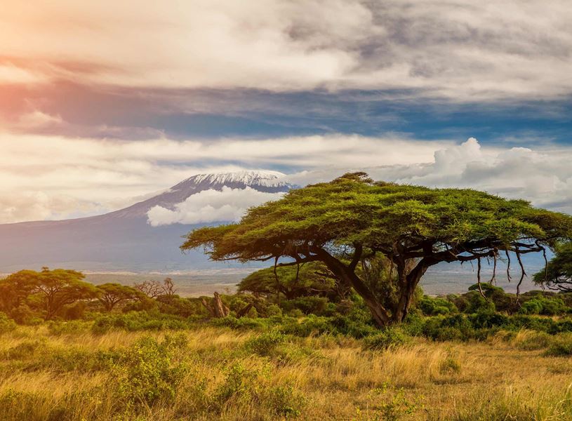 Tree near Tarangire National Park, Tanzania 