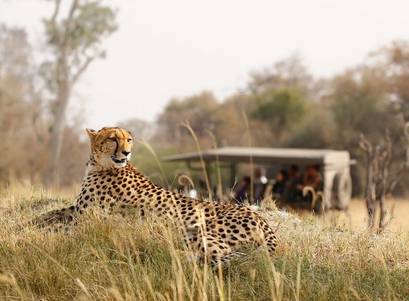 Cheetah posing in grass and safari vehicle with travellers behind, Serengeti National Park, Tanzania