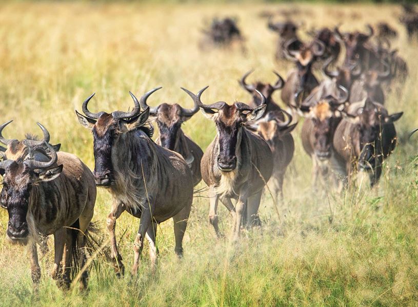 Group of wildebeests in the grass in Serengeti National Park, Tanzania