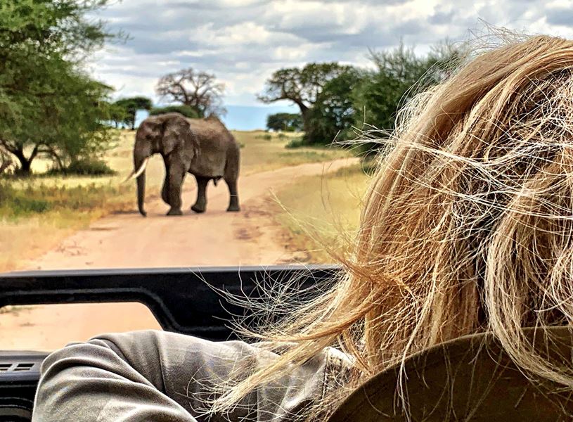 Traveller on safari watching an elephant in Tarangire National Park, Tanzania