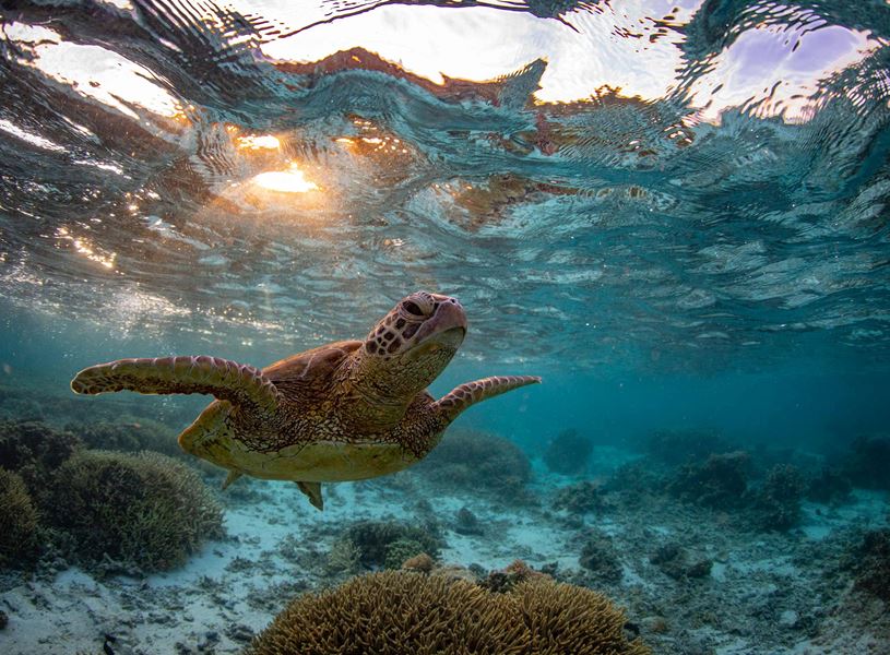 Turtle in The Great Barrier Reef, Australia