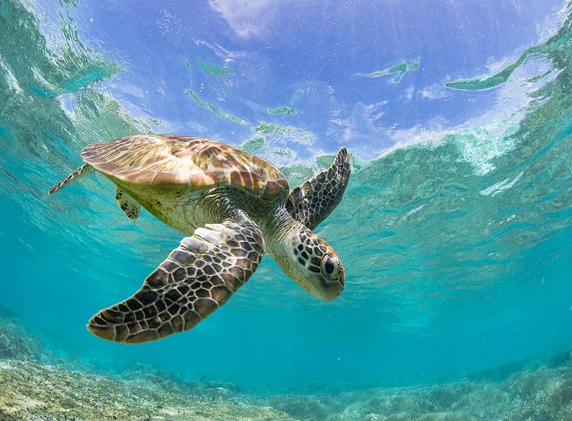 Turtle in The Great Barrier Reef, Australia