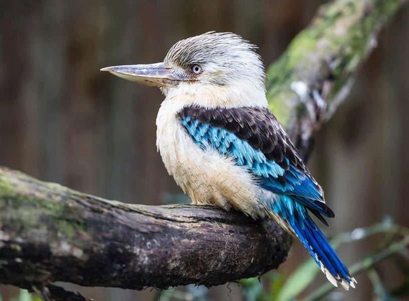 Kookaburra in Sydney, Australia