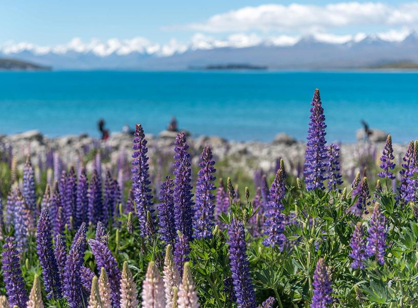 Lupine field in Lake Tekapo, New Zealand
