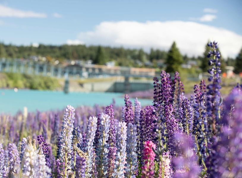 Lupine field in Lake Tekapo, New Zealand