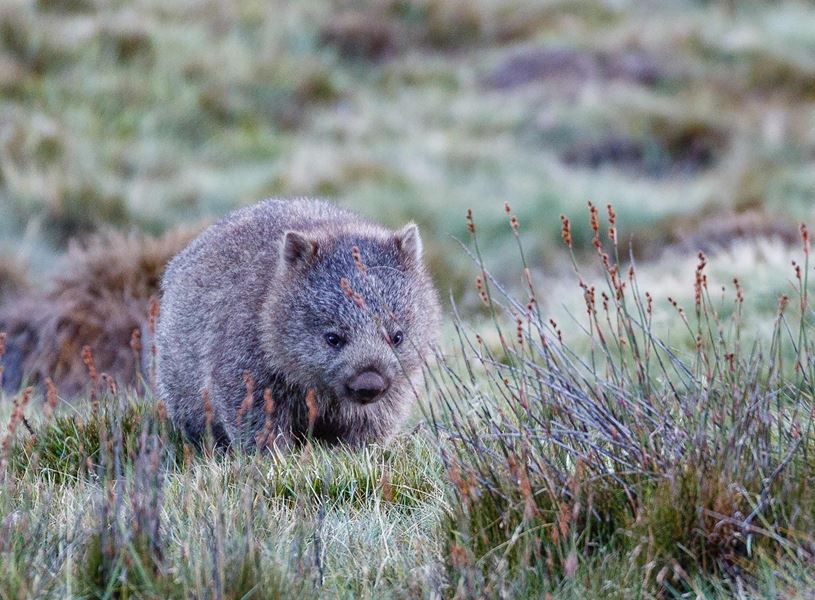 Wombat in Cradle Mountain, Australia