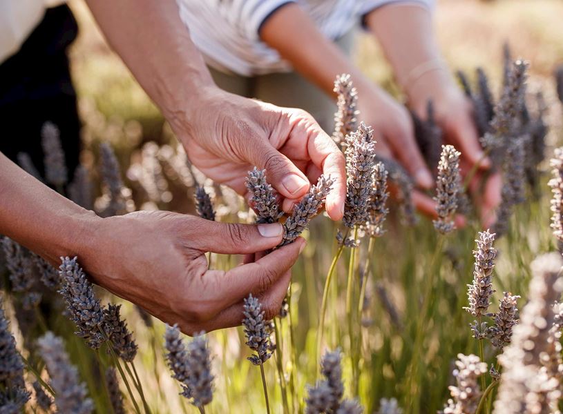 People in Bridestowe Lavender Estate, Australia