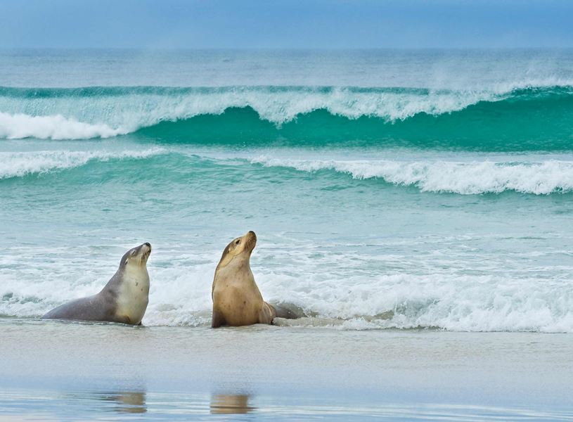 Sea Lions on Kangaroo Island, Australia