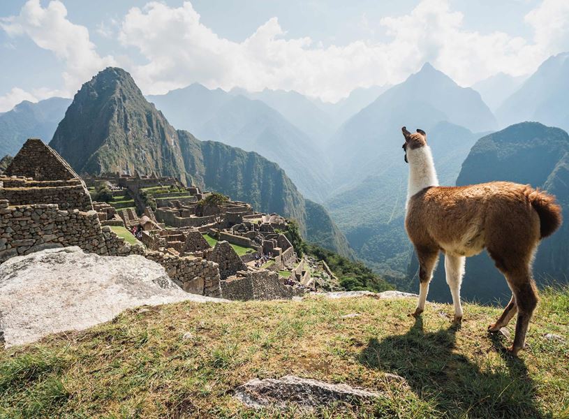 Llama in Machu Picchu, Peru