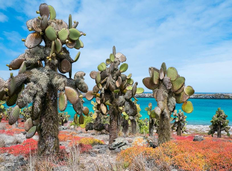 Cactus on Santa Fé Island, Ecuador