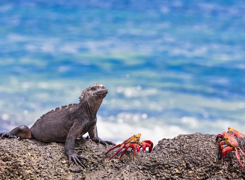 Iguana on Santa Cruz Island, Ecuador