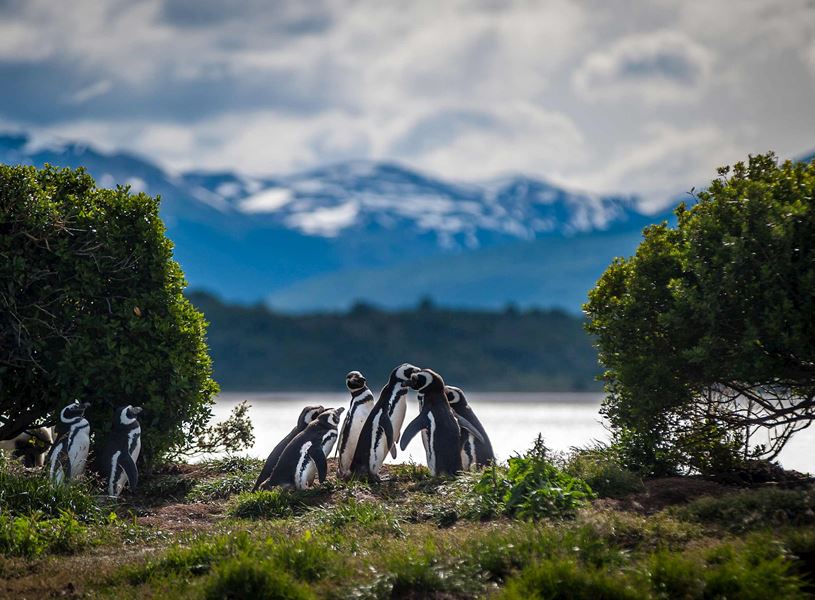 Penguins in Ushuaia, Argentina