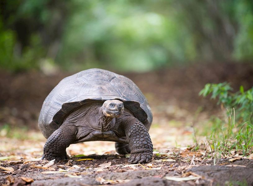 Tortoise on Santa Cruz Island, Ecuador
