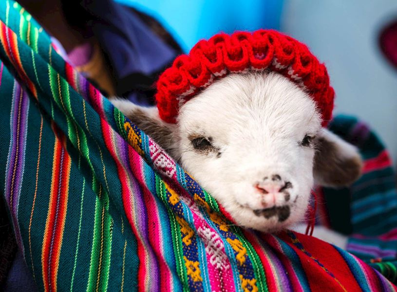 Baby Alpaca in Lima, Peru