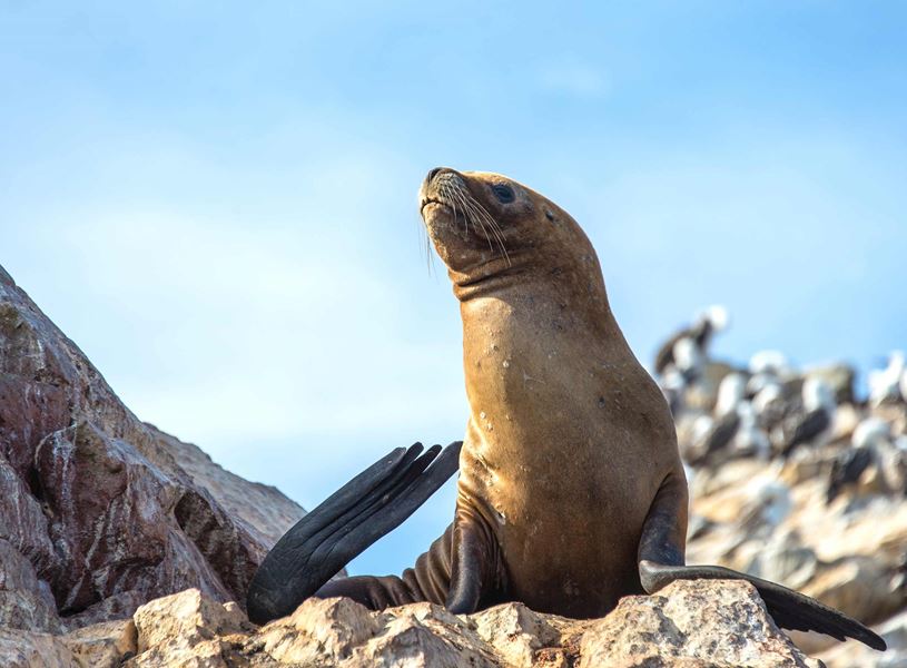 Seal on Ballestas Islands, Peru