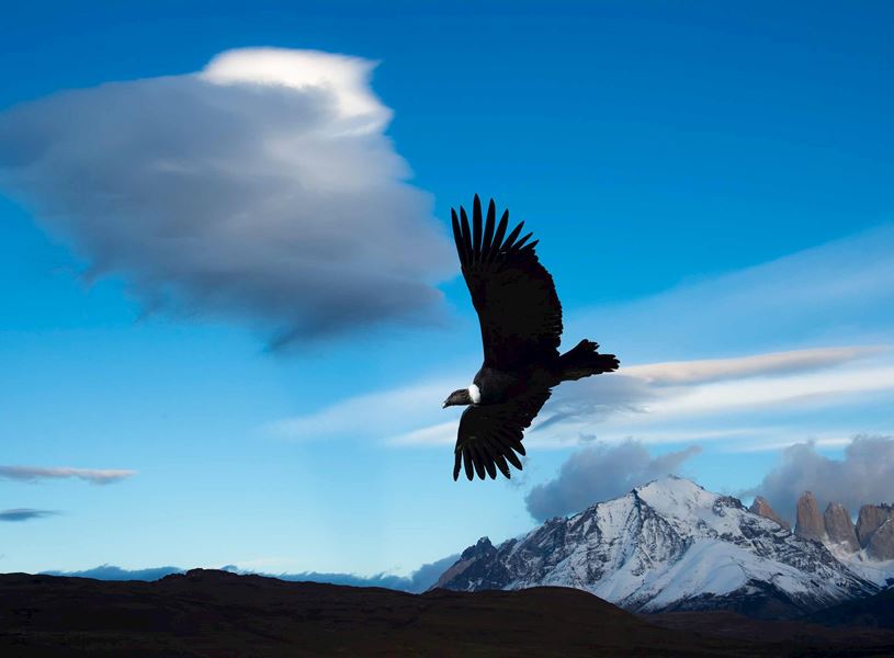 Vulture flying in Tierra del Fuego National Park, Chile