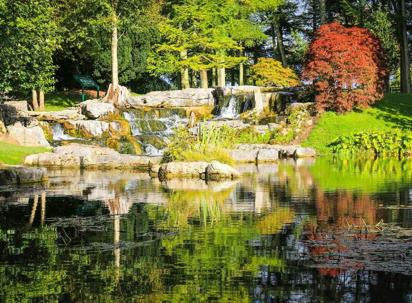 Japanese garden with pond, waterfall, rocks and red-leaved tree