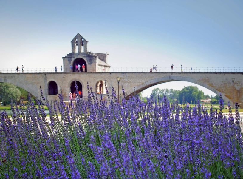 Panoramic view of a bridge with lavender flowers on a sunny day in Avignon, France