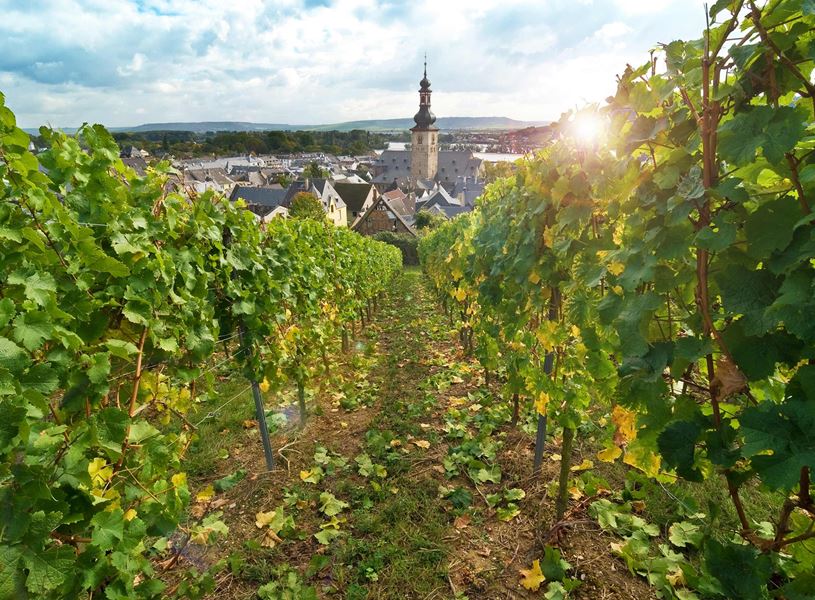 Vineyard in Rhine Valley, Germany