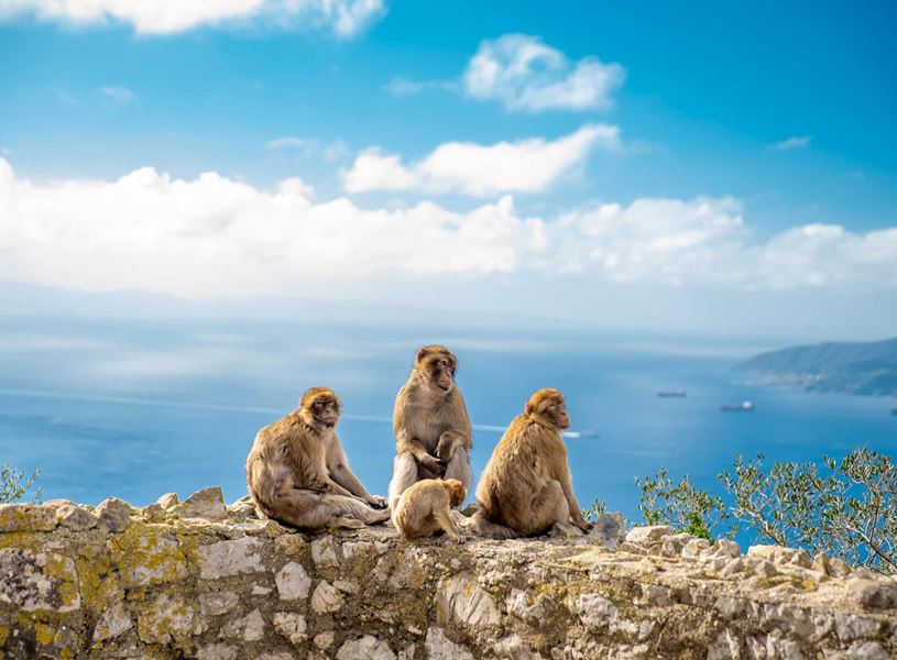 Monkey family in Gibraltar, Spain