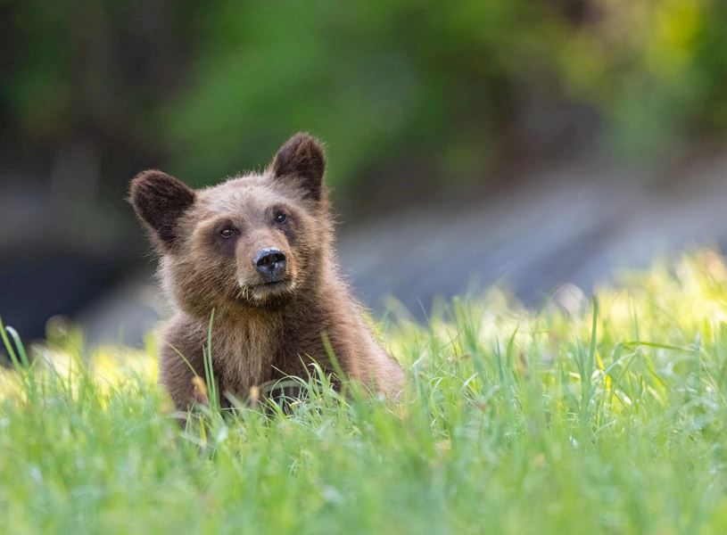 Bear Cub in Lake Louise, Canada