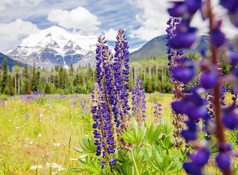 Wildflowers in Mount Robson, Canada