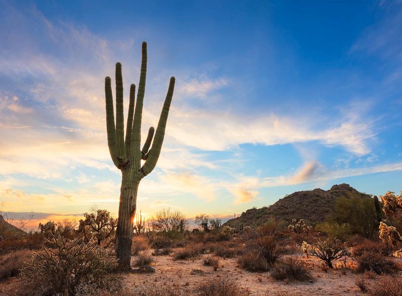 Cactus in Phoenix, USA