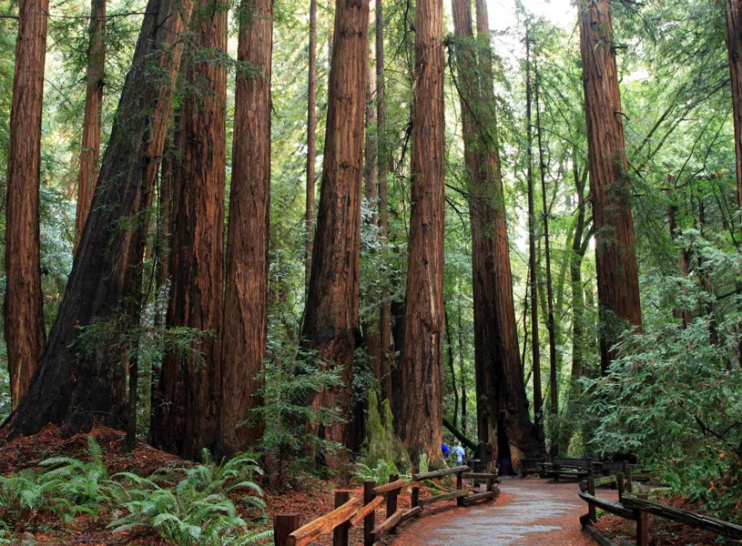 Muir woods in San Francisco, USA