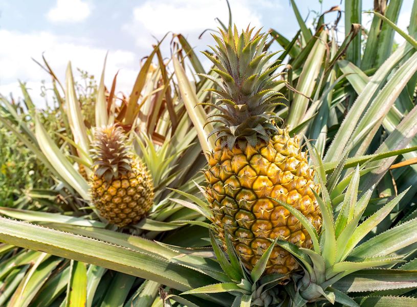 Pineapple fruit in Cairns, Australia