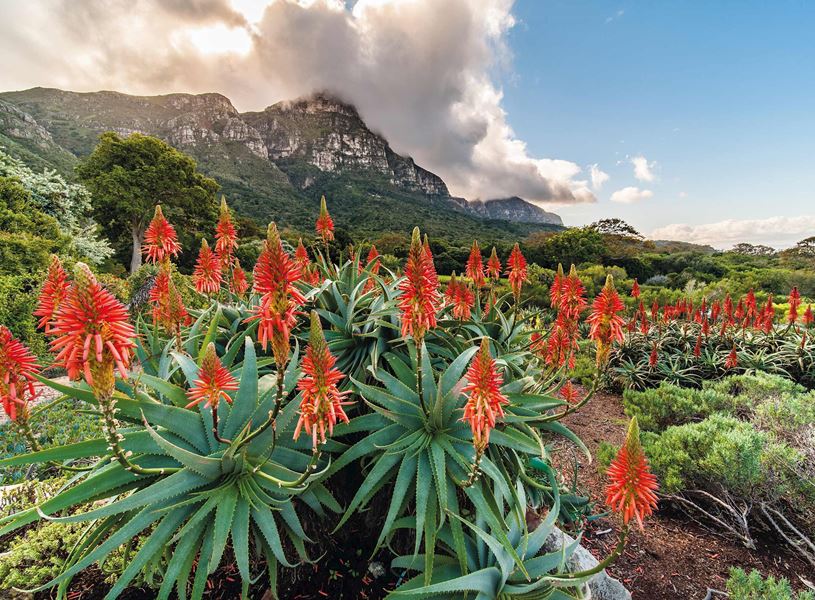 Red flowering aloes in Cape Town, South Africa