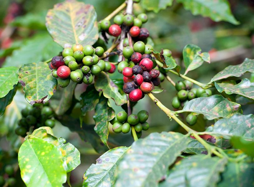 Green coffee plant with red berries at a plantation in Kerugoya, Kenya