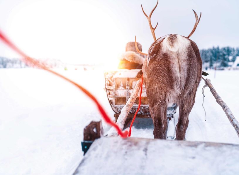 Reindeer pulling sleigh through snowy forest in Saariselkä, Finland